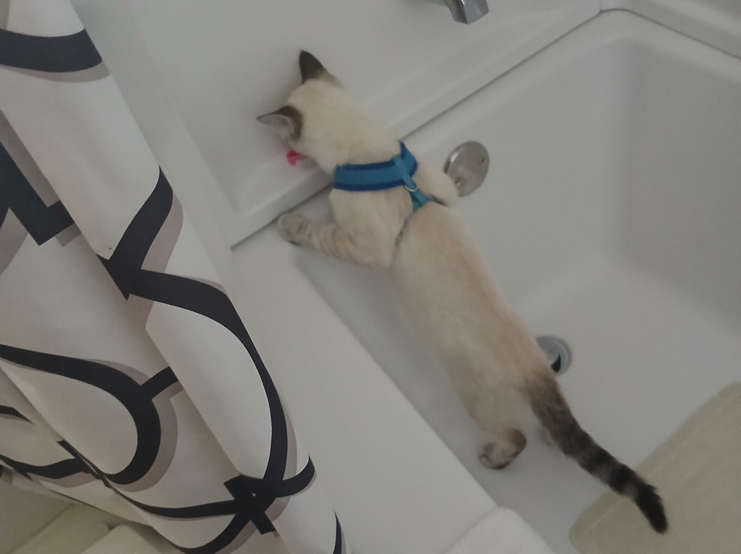 Shooting Star Motel主图