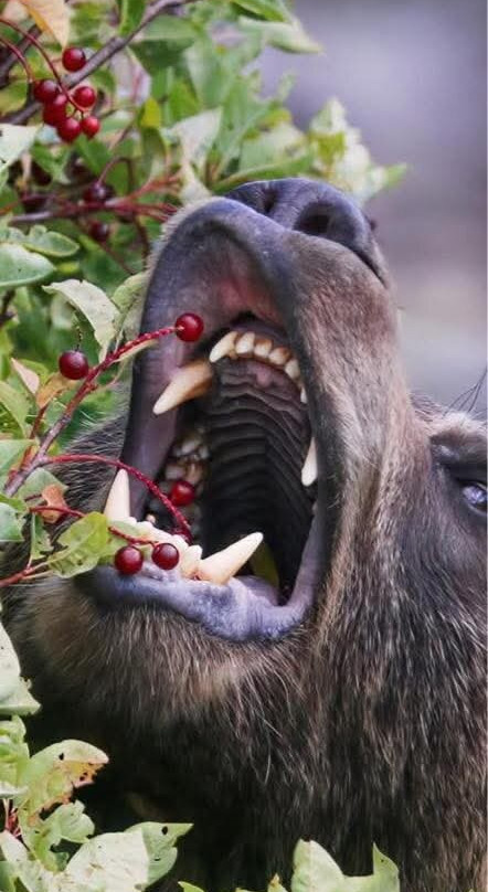 Alpenglow Mountain Escapes-Nakusp必去景点