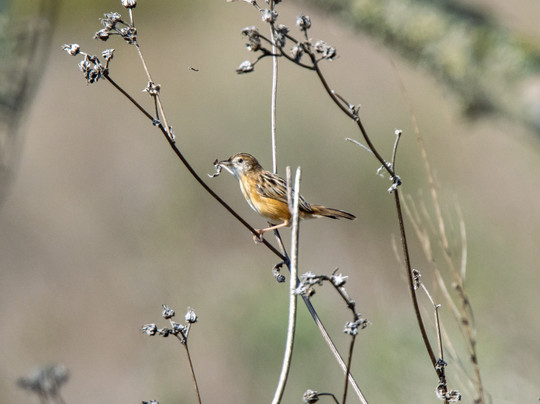 Mallorca Nature Tours-Pollenca必去景点