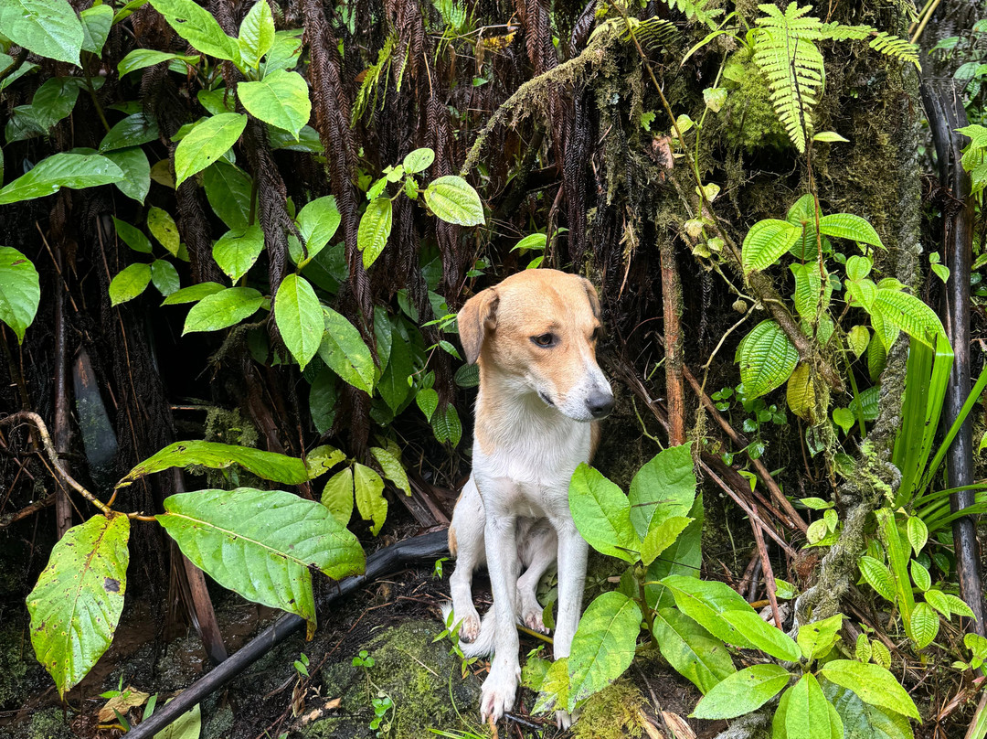 Tavoro Waterfalls-塔韦乌尼岛必去景点