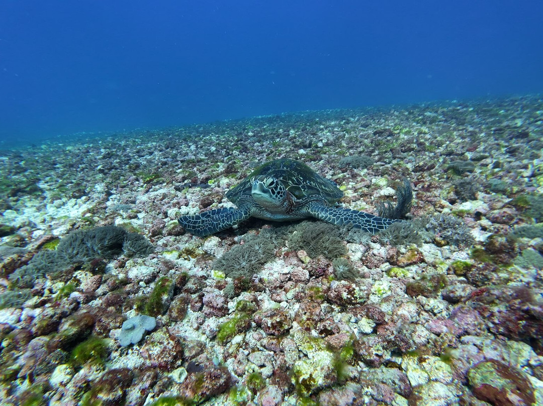Scuba Junkie Komodo-Labuan Bajo必去景点