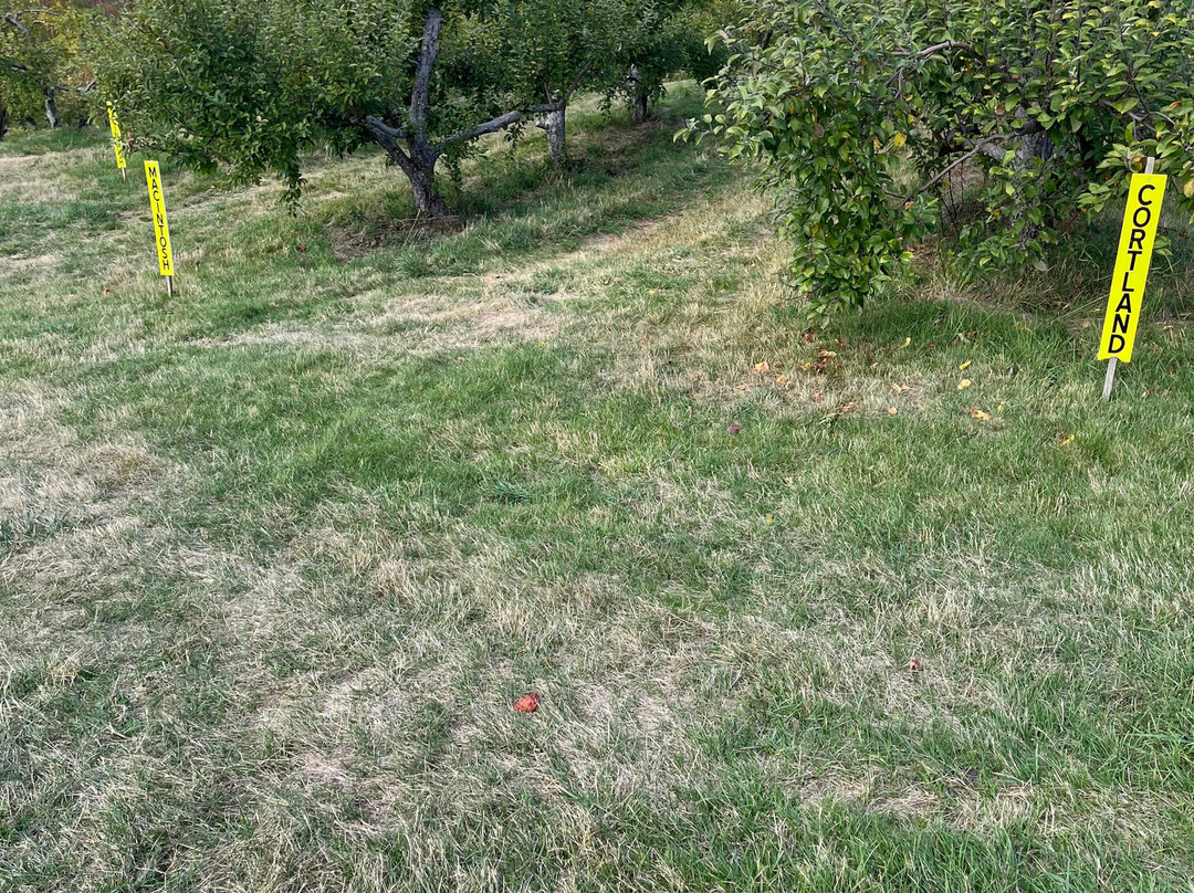 Smith's Red Apple Farm-Acton必去景点