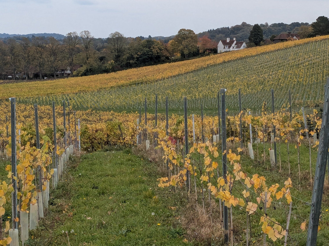 Denbies Wine Estate Ltd-多肯必去景点