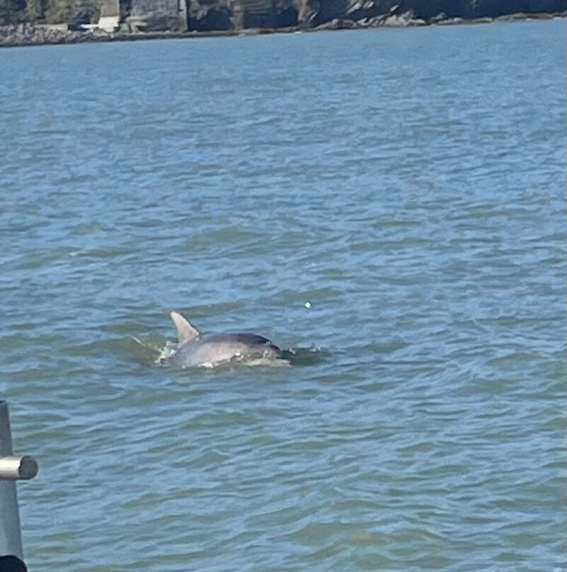 SeaMor Dolphin Watching Boat Trip-纽基必去景点