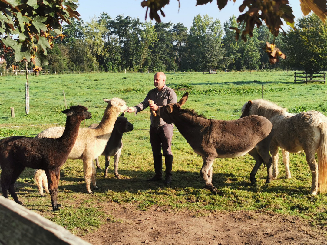 Alpaga Normandie - Animaux Miniatures-巴约必去景点