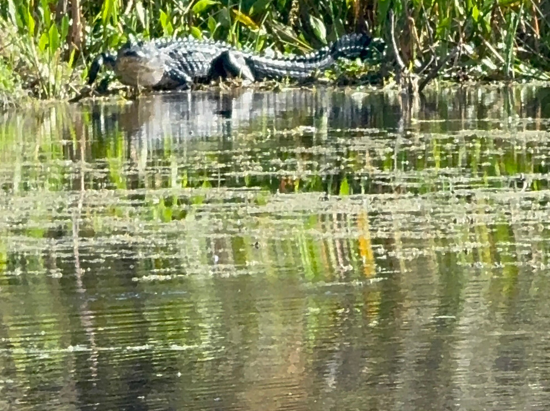 Swamp Fever Airboat Adventures-Lake Panasoffkee必去景点