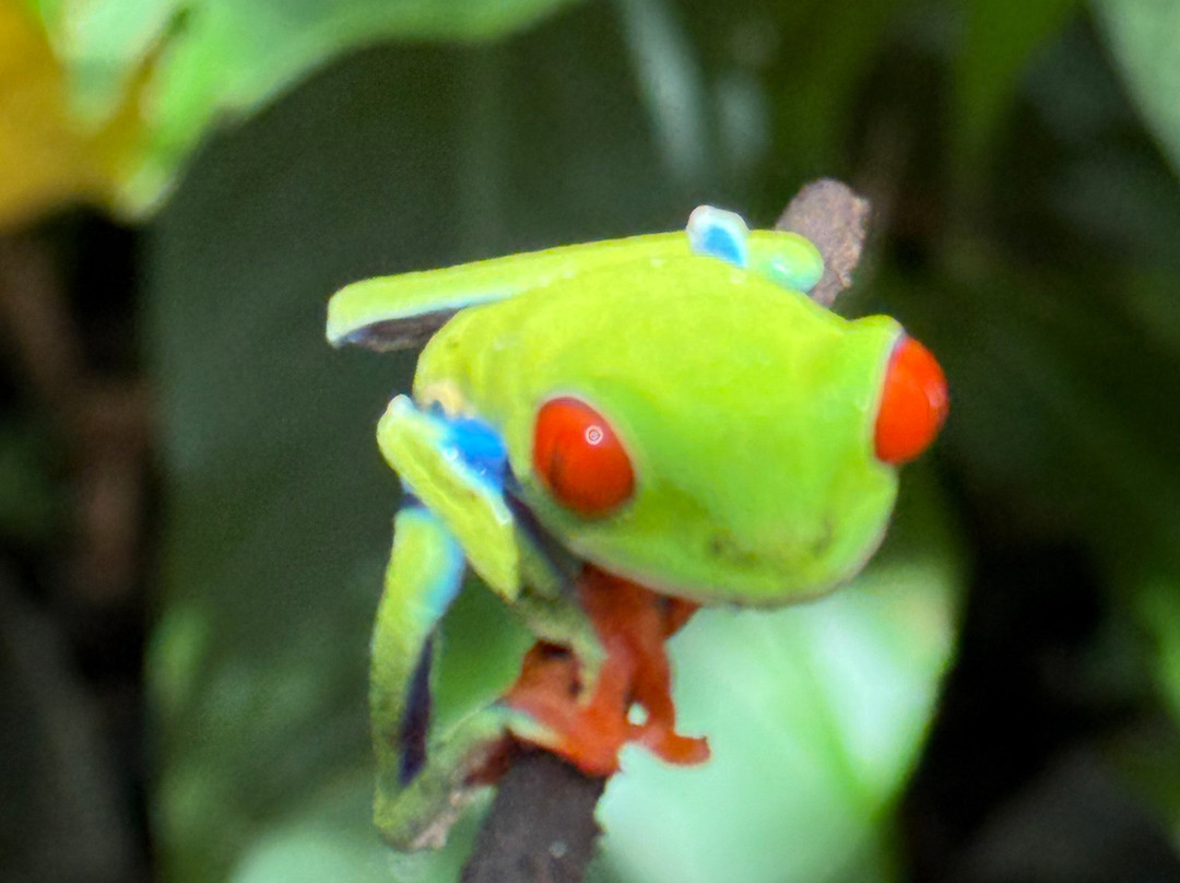 Bijagua Rainforest - Tours-Bijagua de Upala必去景点