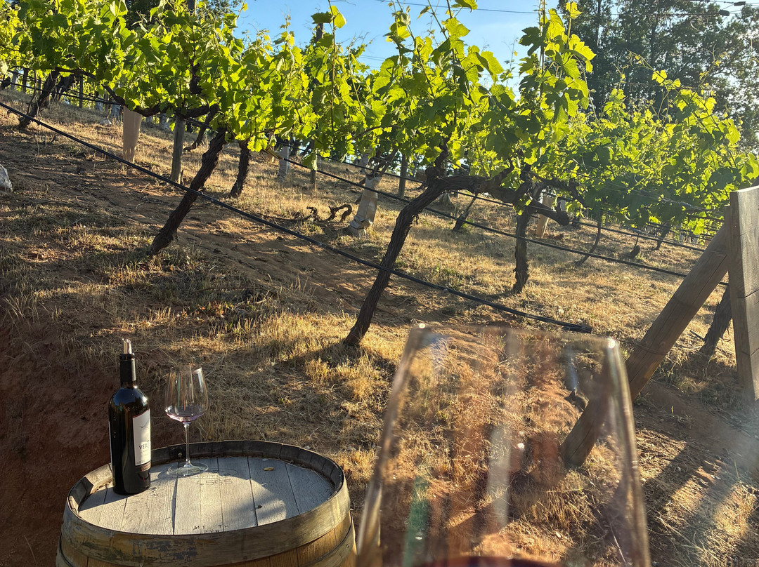 Viña Ventisquero - Mirador La Roblería-圣克鲁斯必去景点