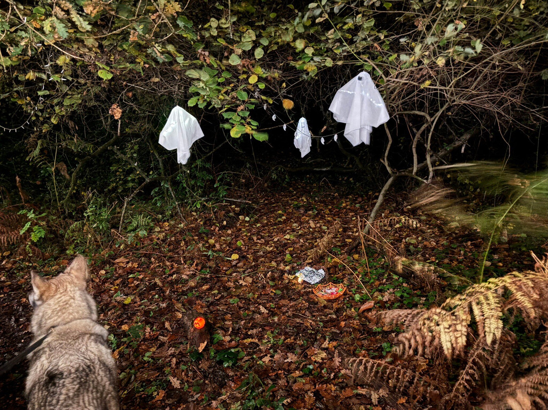 Watermill Wolves Wolf-dog Actors-Bexhill-on-Sea必去景点