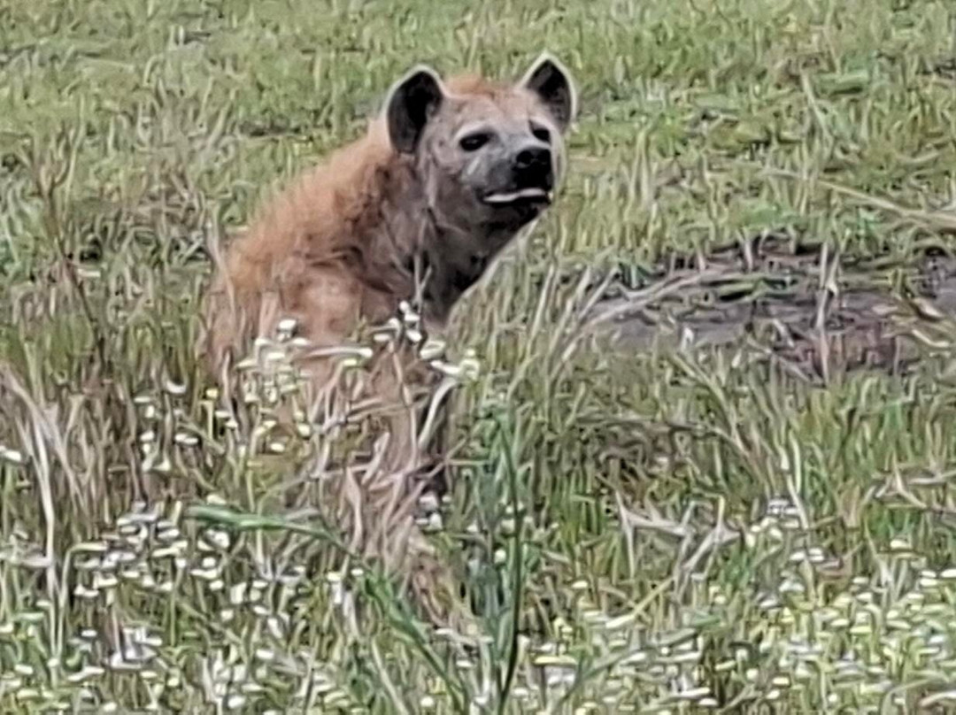 Lorna Safaris-内罗毕必去景点