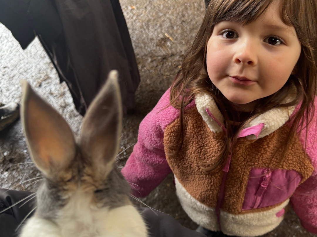 Kinedale Donkeys-Ballynahinch必去景点