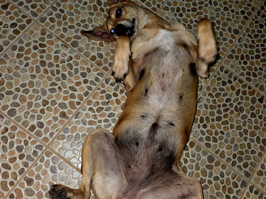 Guayabo Animal Rescue-Guayabo必去景点