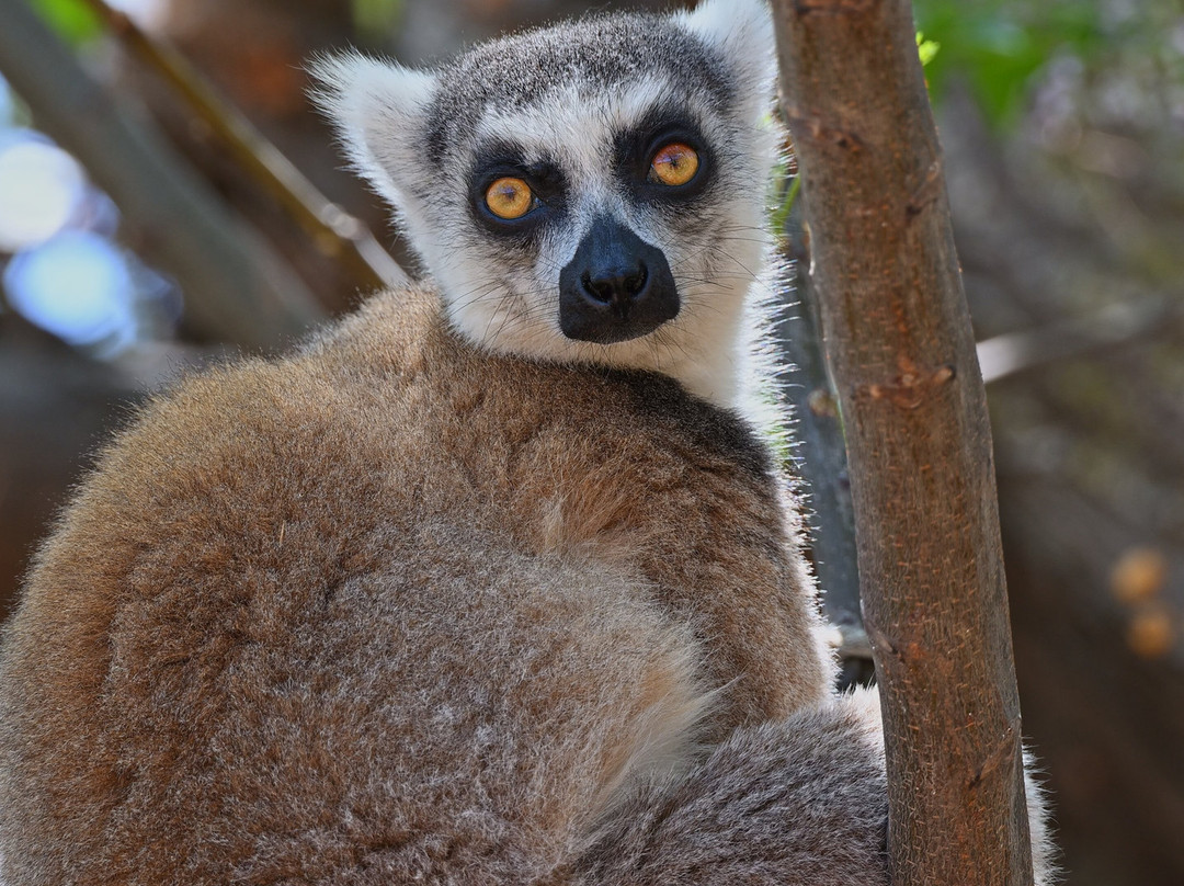 Madagascar Endemics & Resorts-安塔那那利佛必去景点