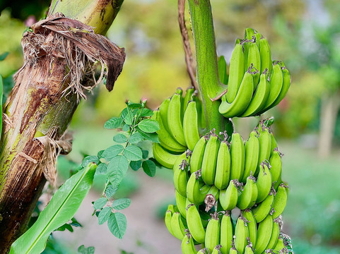 Bharthala Garden-Samrala必去景点