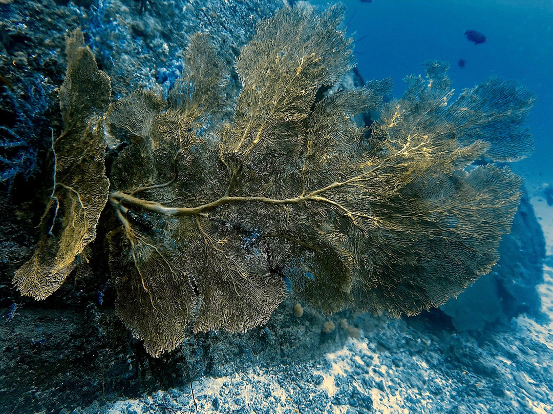 A-one Diving-拉廊必去景点