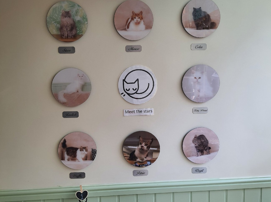 Bedford Cat Café-贝德福德必去景点