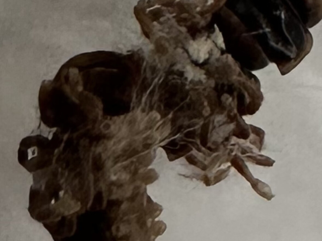 林奇堡希尔顿花园旅馆主图