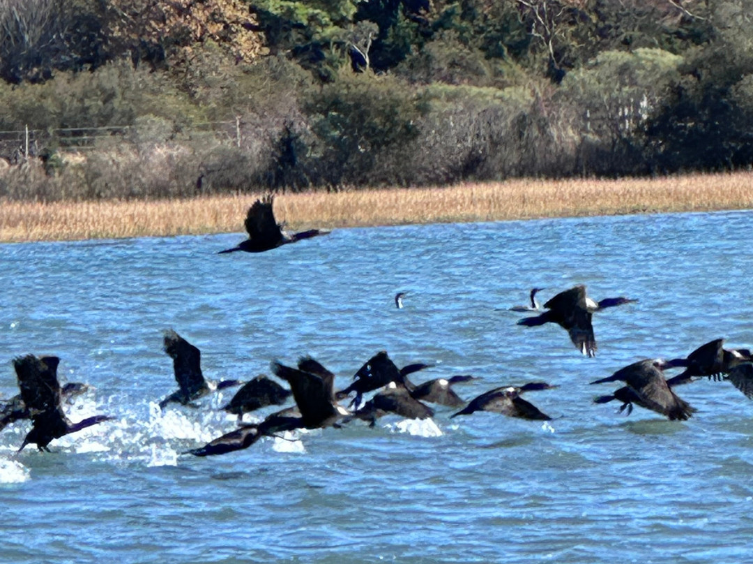 Captain Dan's Around the Island Tours-钦科蒂格岛必去景点