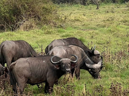 Great Native Safaris-吉佳利必去景点
