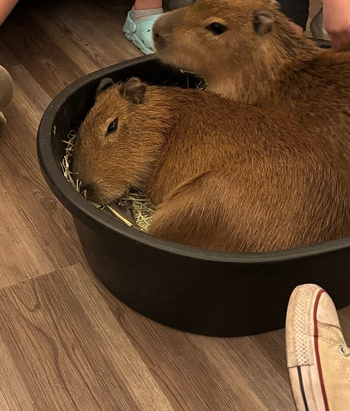 Capybara Cafe-Saint Augustine Beach必去景点