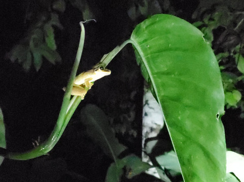 Amazon Wildlife Peru-库斯科必去景点