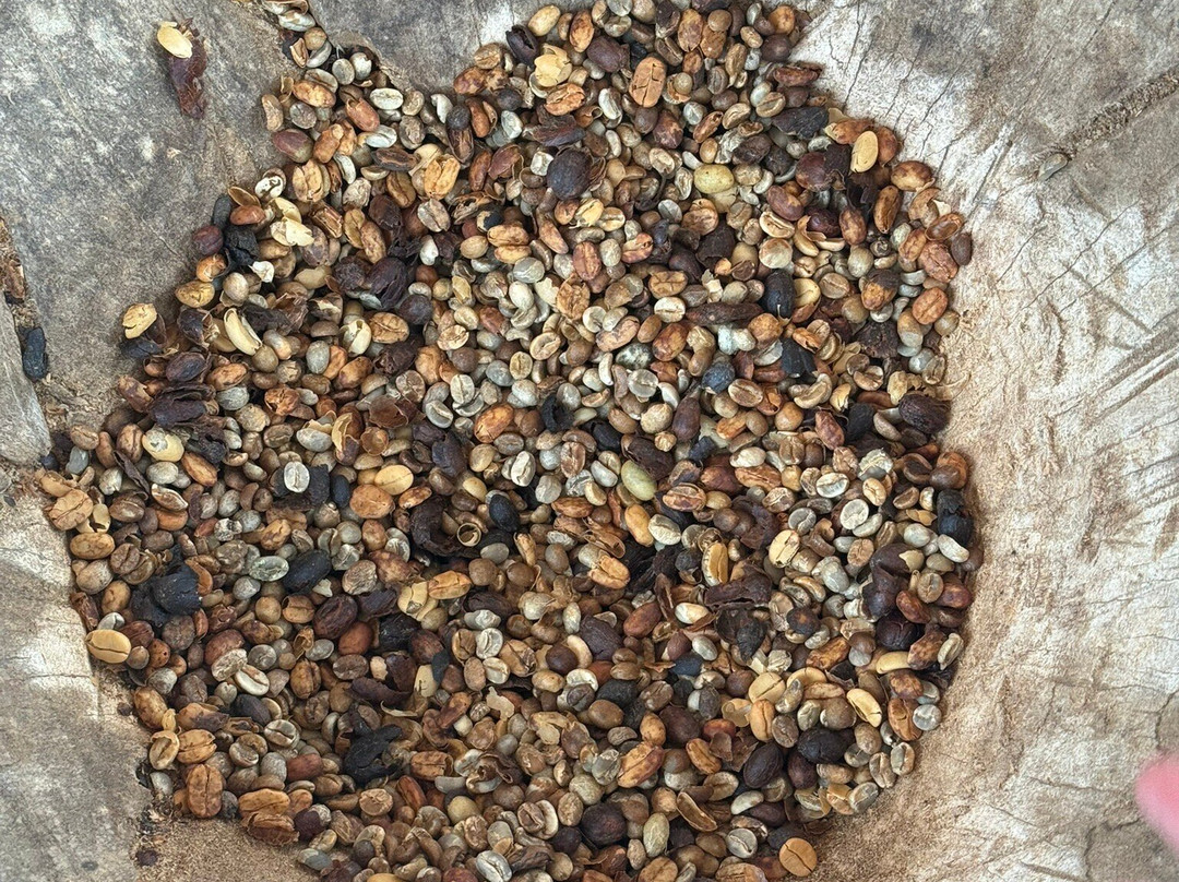 North Fields Coffee And Chocolate Tours-福德圣卡洛斯必去景点