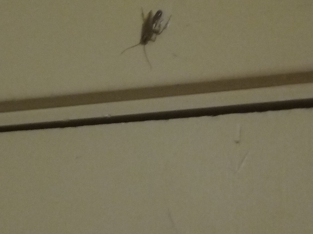 Green Acre Motel by OYO Near Rush County Airport主图