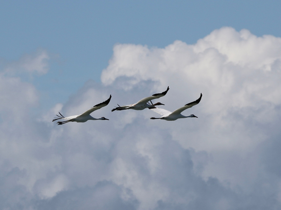 Rockport Birding and Kayak Adventures-罗克波特必去景点