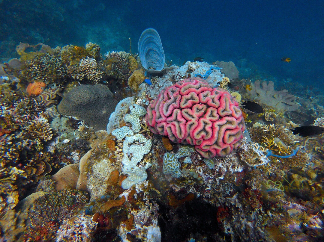 Miguel's Diving Gorontalo-哥伦打洛必去景点