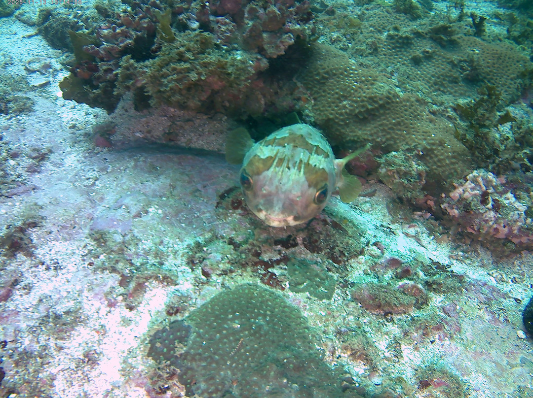 ABT Divers-塞拉莱必去景点