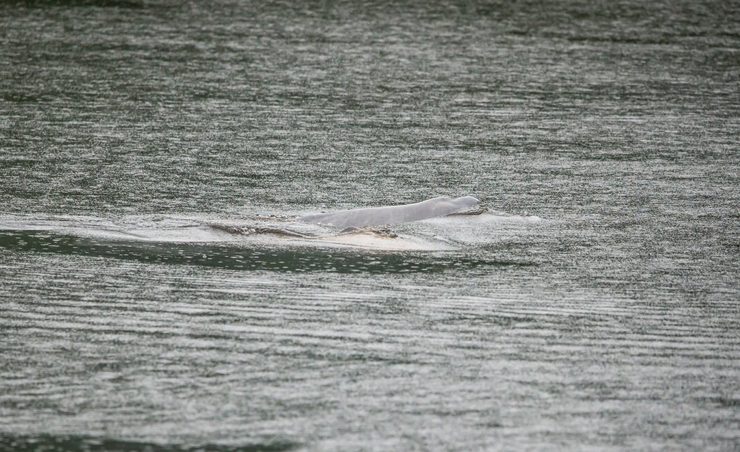 Cuyabeno Dolphin Lodge-Cuyabeno Wildlife Reserve必去景点