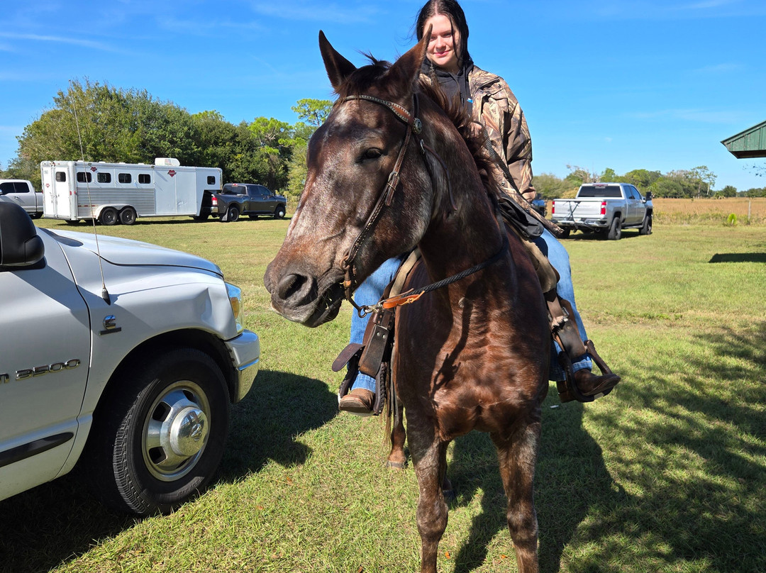 Wagon Wheel Horse Farm-奥基乔比必去景点