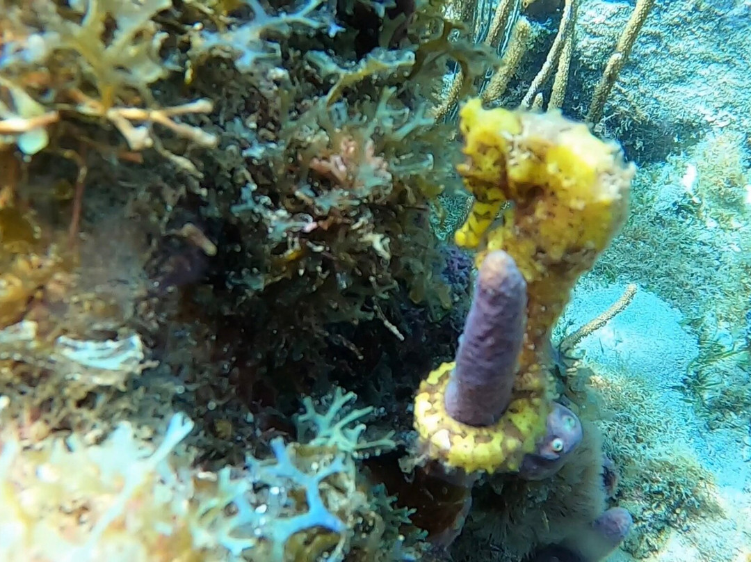 Nautica Plongee Caraibes-Pointe-Noire必去景点