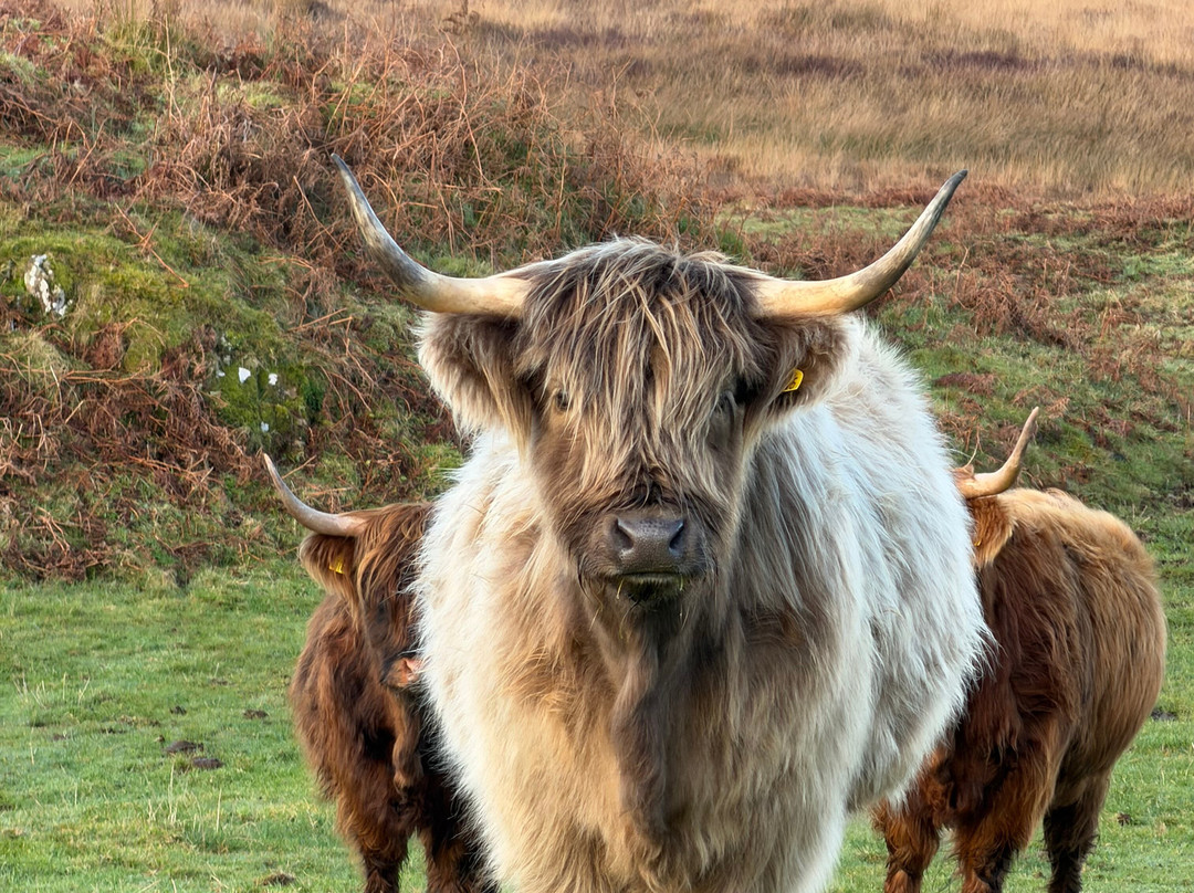 Kitchen Coos & Ewes-New Luce必去景点