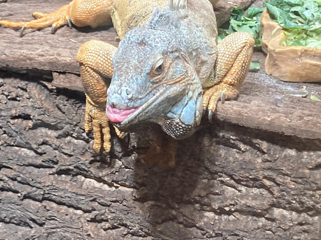 Jimmy's Farm & Wildlife Park-伊普斯威奇必去景点