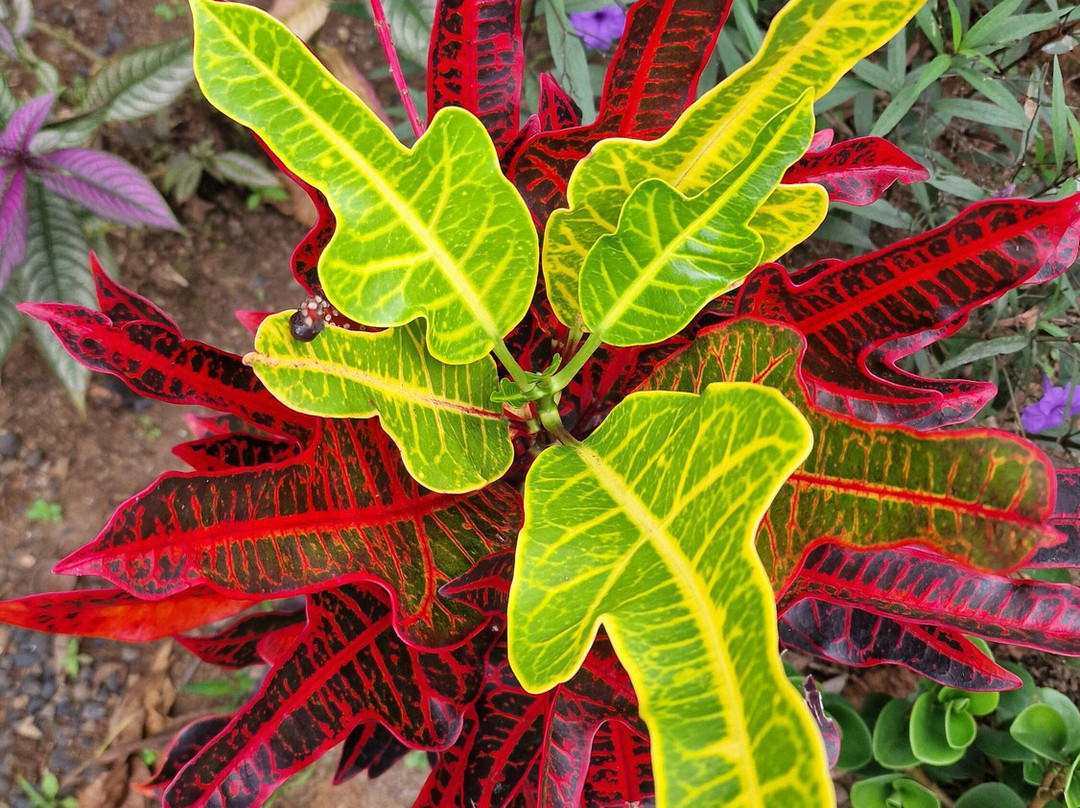 Coffee Mountain Inn主图