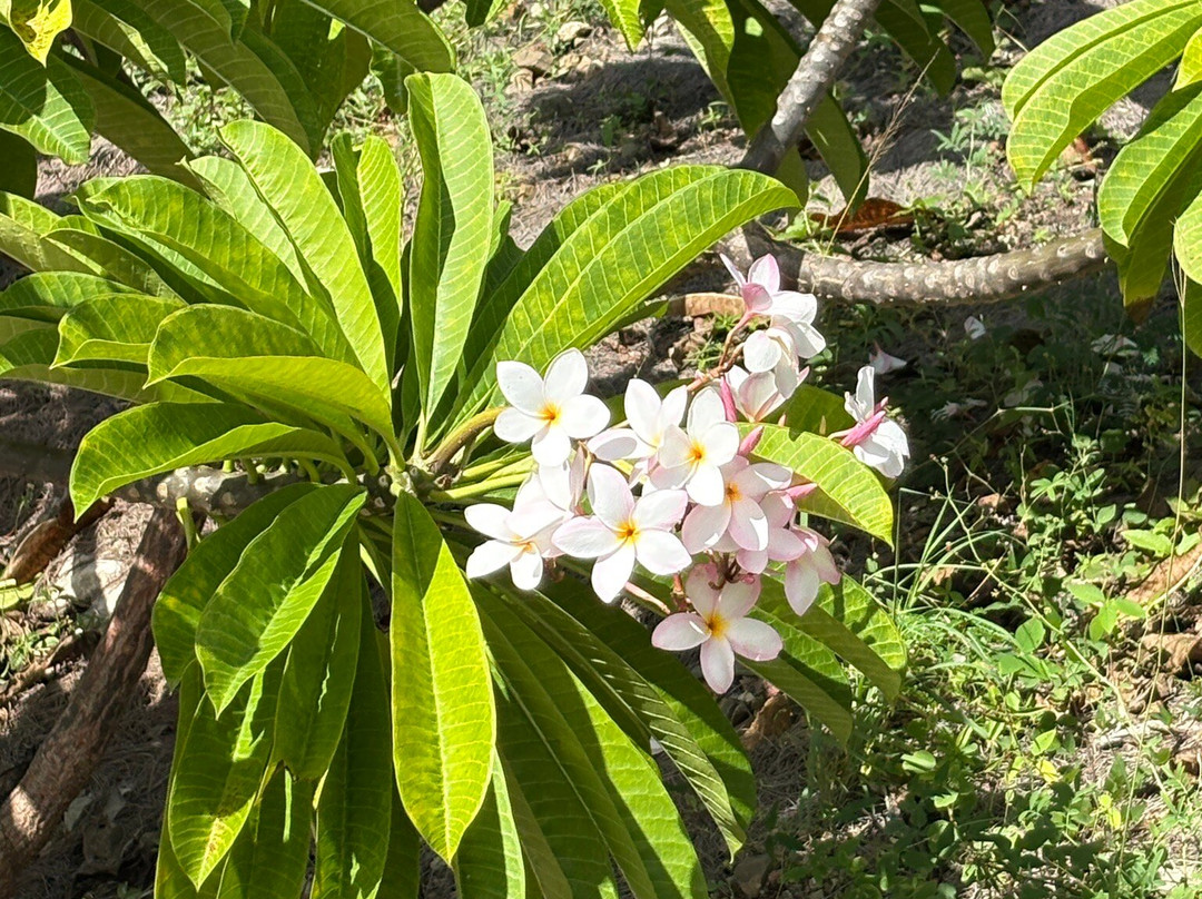 Jardin Botanique du Desert-La Desirade必去景点