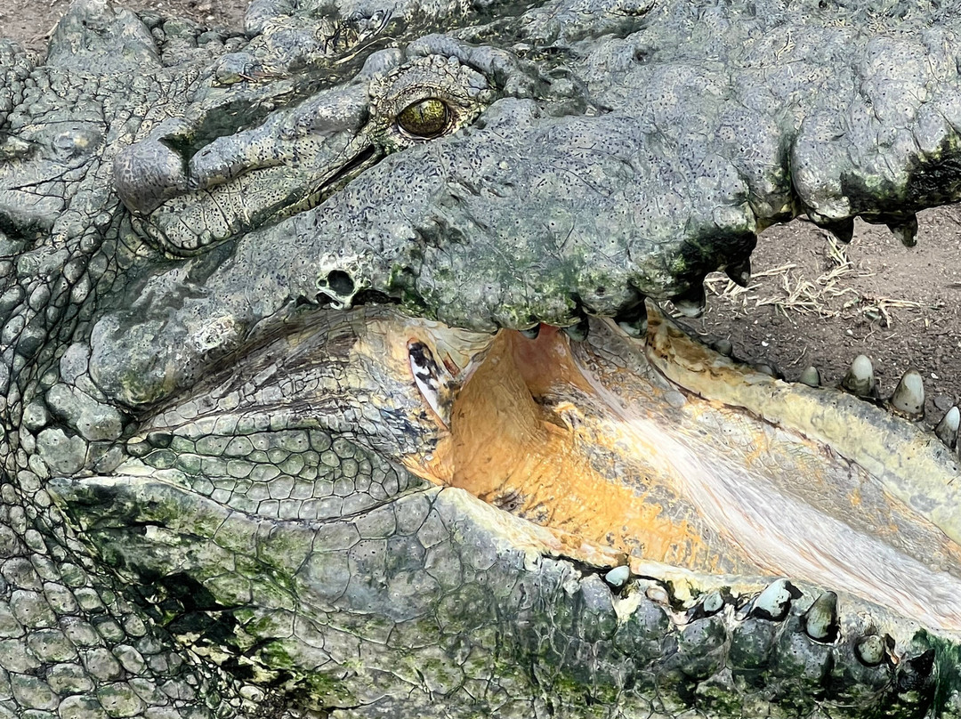 Santuario de Cocodrilos El Cora-Bucerias必去景点