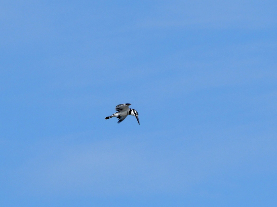 朱吉鸟类保护区-圣路易必去景点