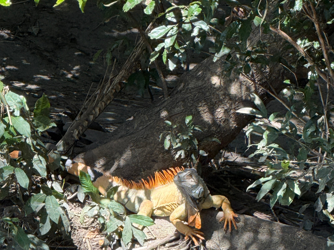 Hacienda El Viejo Wetlands-Area de Conservacion Guanacaste必去景点