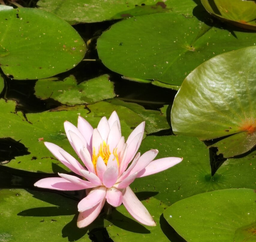 Tamagawadai Park-大田区必去景点