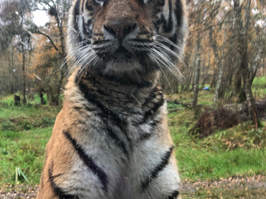 Highland Wildlife Park-Kincraig必去景点