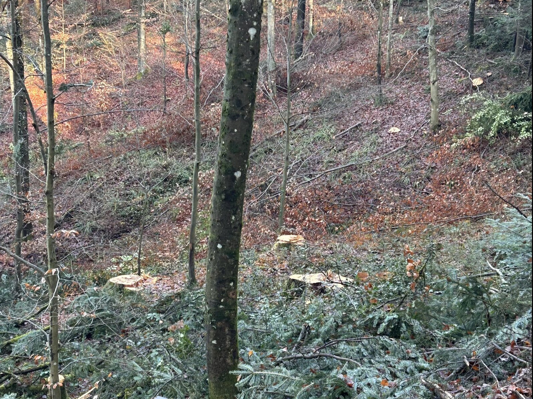 Wolfslache - Philosophen Weg