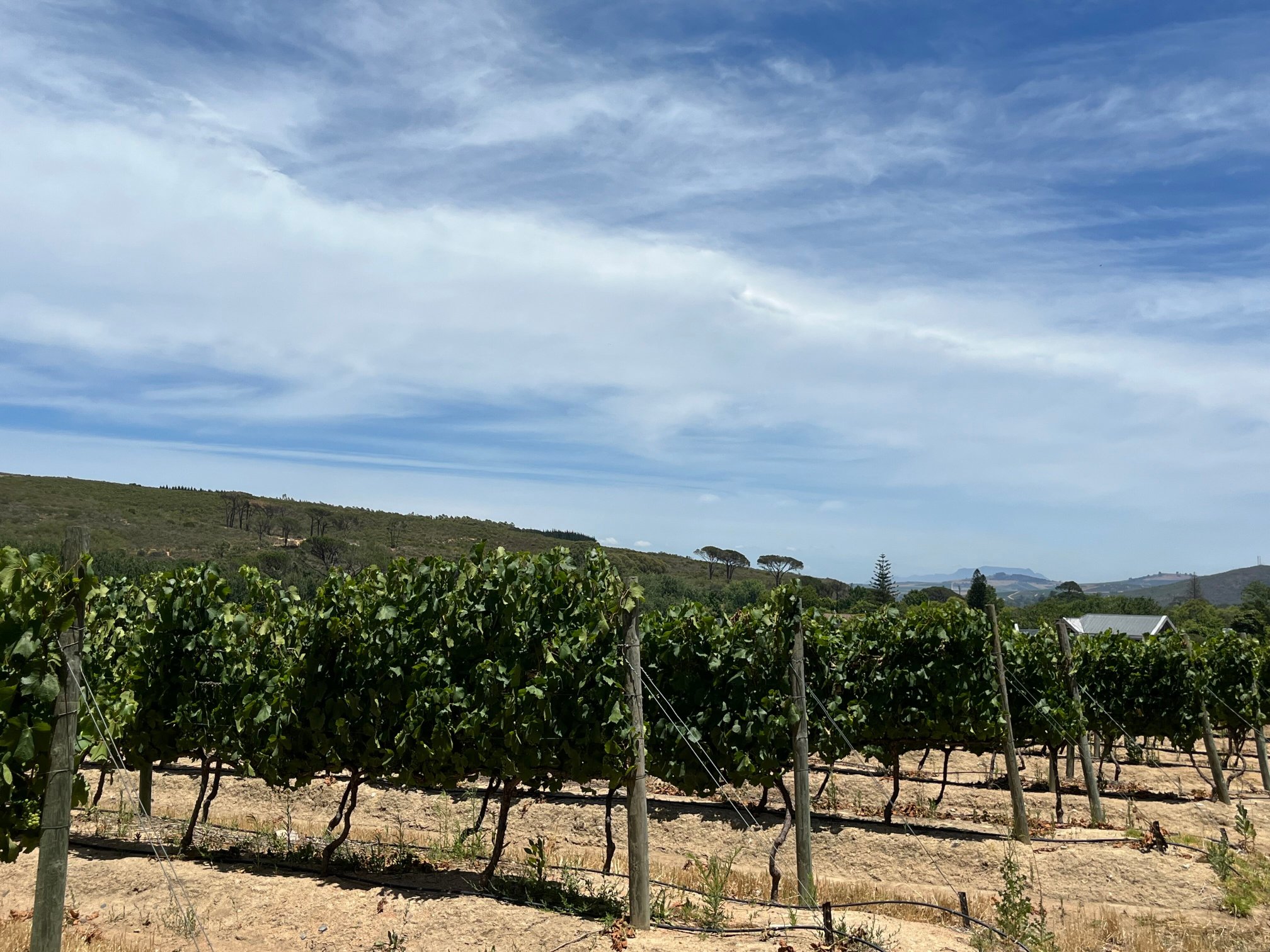 Lanzerac Hotel & Spa-官方