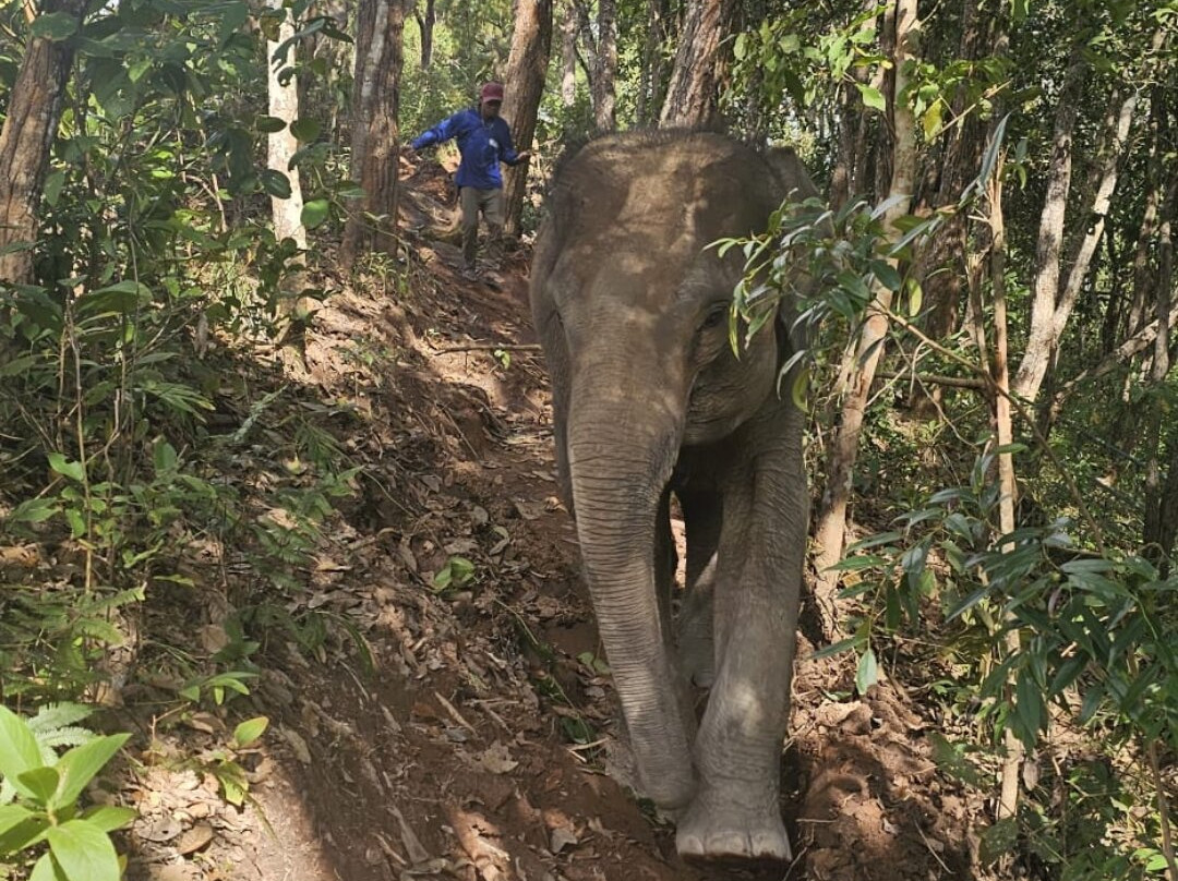 Blue Daily Elephant Care Sanctuary-清迈必去景点