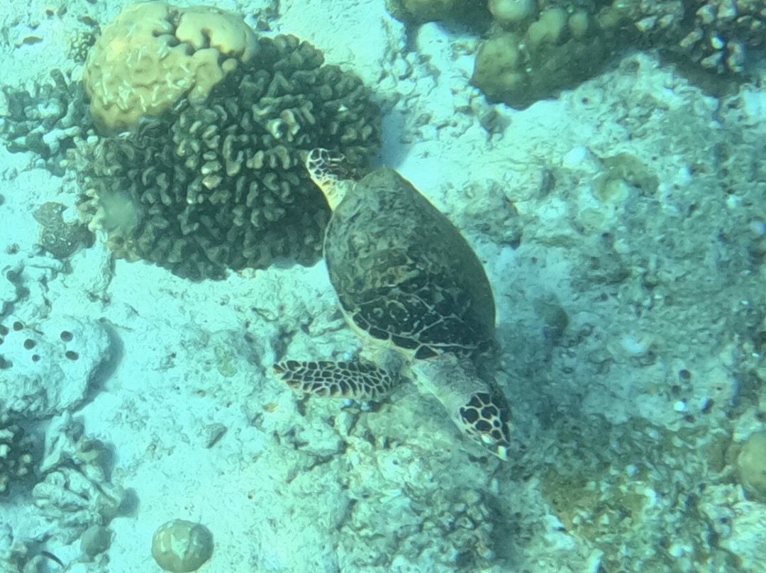 Blue Wave Ifuru By Dive Butler At Ifuru Island Maldives-Ifuru必去景点
