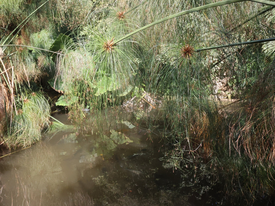 L'Angolo del Papiro-锡拉库扎必去景点