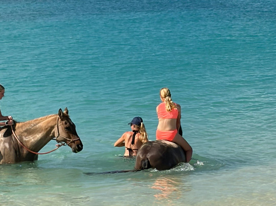 Sandy Turf Stables Barbados-Frere Pilgrim必去景点