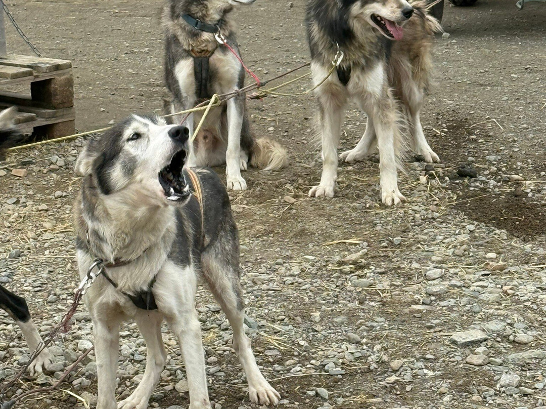 Northern Light Dog Adventure-Nordkjosbotn必去景点