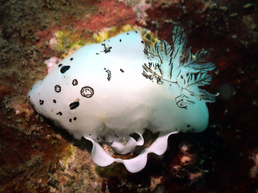 Bubbles Up! Dive center-高龙撒冷岛必去景点